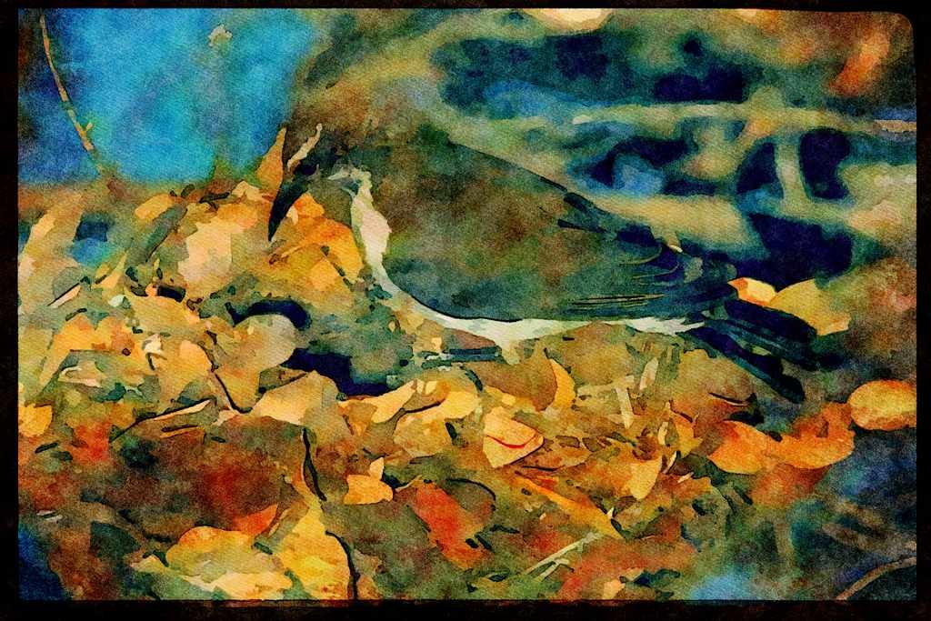 African Birds 268083 Purplebacked Sunbird A4 Limited Edition Watercolour Print