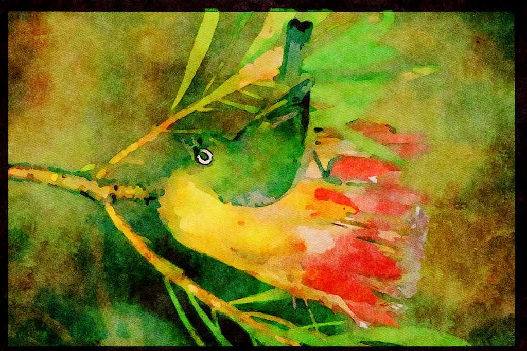 African Birds 268084 Cape White Eye A4 Limited Edition Watercolour Print