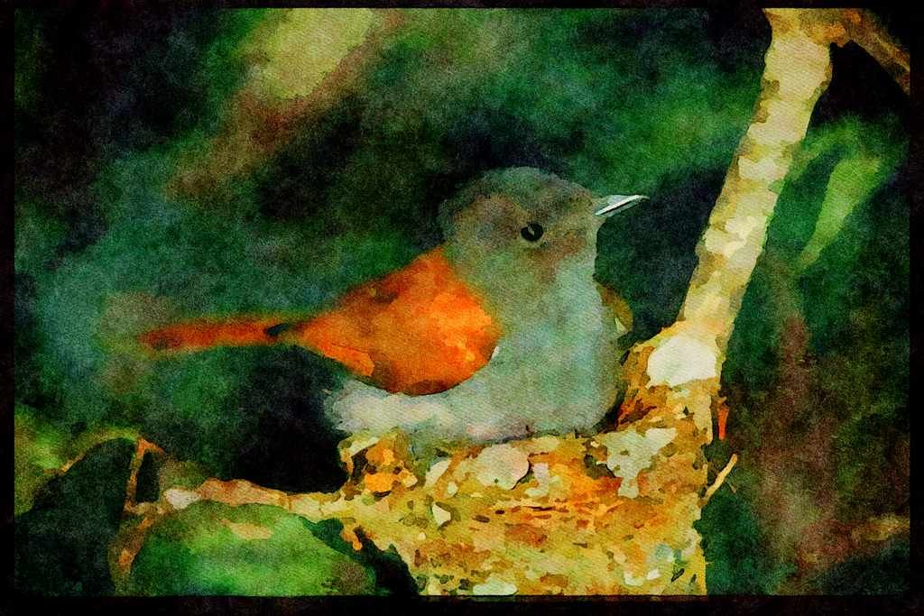 African Birds 268086 Paradise Flycatcher A4 Limited Edition Watercolour Print