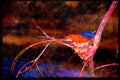African Birds 268087 Paradise Flycatcher A4 Limited Edition Watercolour Print