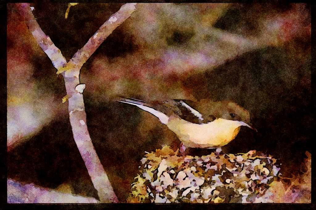African Birds 268088 Mashona Hyliota A4 Limited Edition Watercolour Print