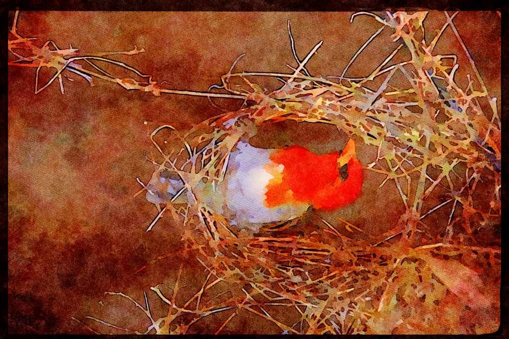 African Birds 268089 Redheaded Weaver A4 Limited Edition Watercolour Print