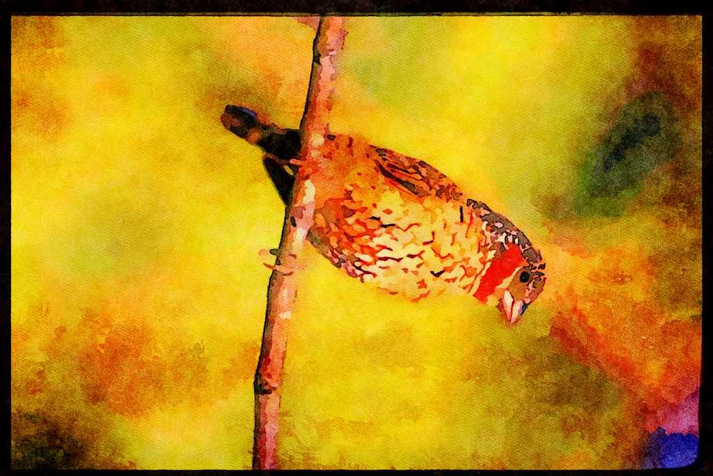 African Birds 268090 Cutthroat Finch A4 Limited Edition Watercolour Print
