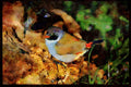 African Birds 268092 Blackfaced Swee A4 Limited Edition Watercolour Print