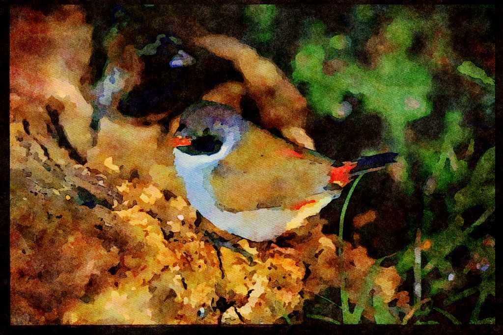 African Birds 268092 Blackfaced Swee A4 Limited Edition Watercolour Print