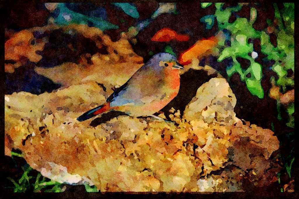 African Birds 268094 Bluebilled Firefinch A4 Limited Edition Watercolour Print