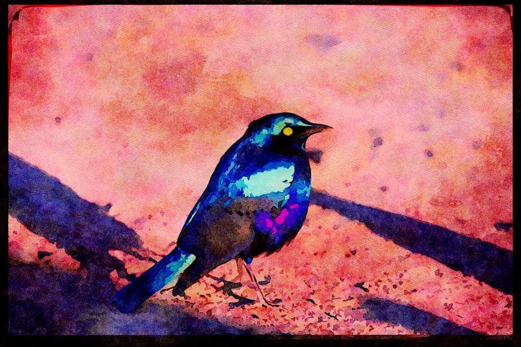 African Birds 268097 Blue Eared Glossy Starling A4 Limited Edition Watercolour Print