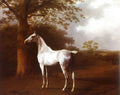 Agasse Jacques Laurent White Horse in Pasture Art A4 Photo Print UK