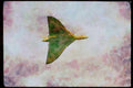 Airshow Aircraft Planes 010017 Vulcan Bomber A4 Limited Edition Watercolour Print