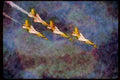 Airshow Aircraft Planes 010047 Four Thunderbird Jets In A Dive A4 Limited Edition Watercolour Print