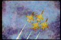 Airshow Aircraft Planes 010048 Four Thunderbird Jets In A Climb A4 Limited Edition Watercolour Print