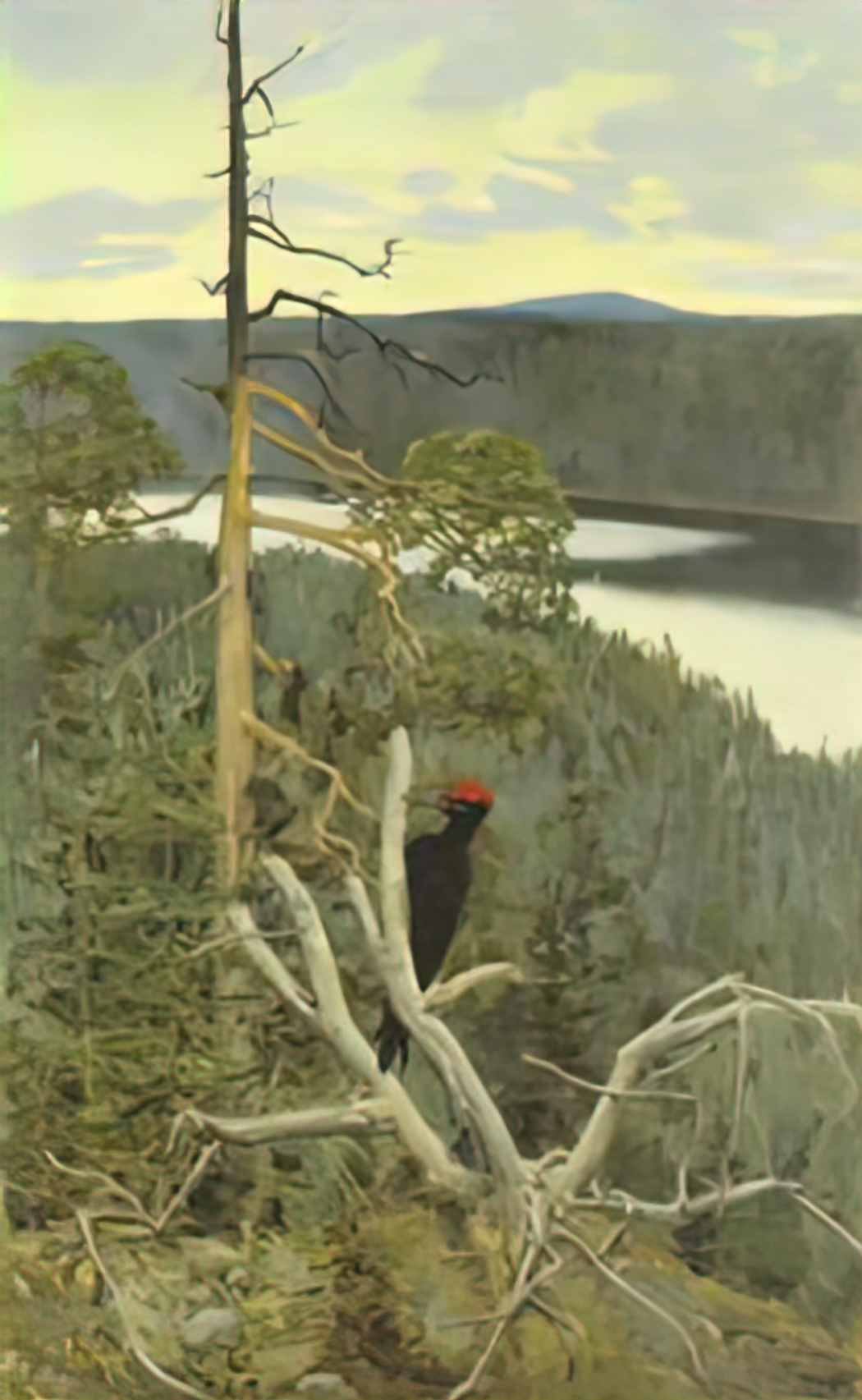 Akseli Gallen Kallela the great black woodpecker Art A4 Photo Print