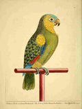 Albin E Natural History of Birds 1738 Green & Yellow Parrot A4 Photo Print