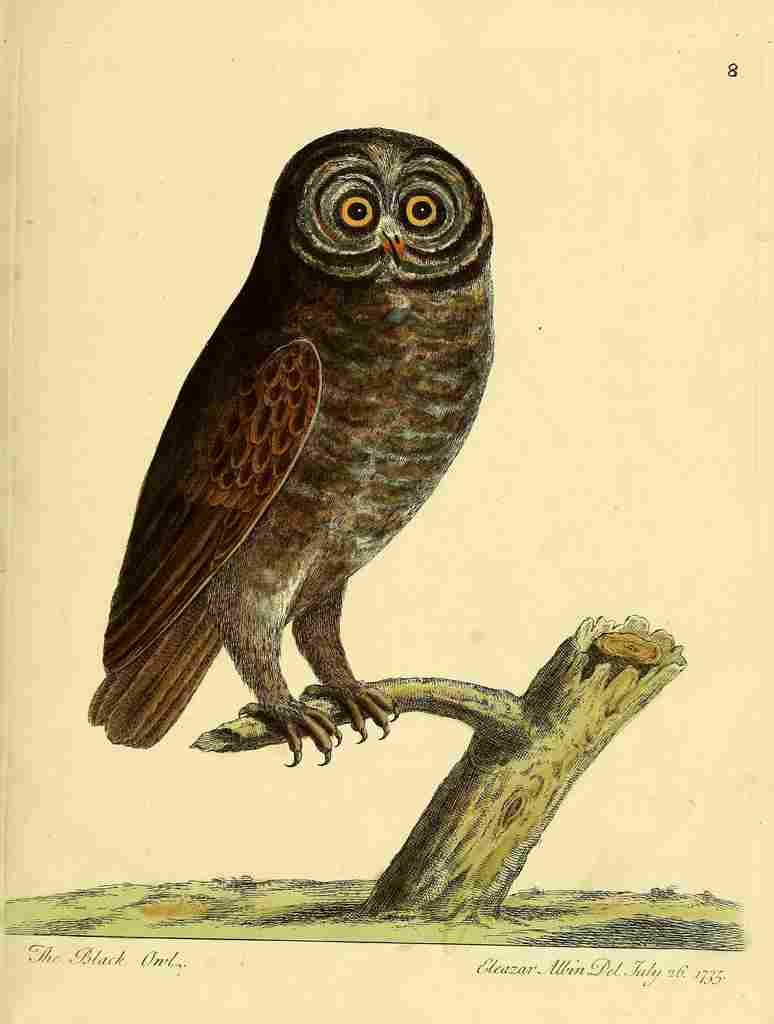 Albin Eleazar Natural History of Birds 1738 Black Owl A4 Photo Print