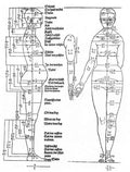 Albrecht Durer photo studies on the proportions of the female body 1528 A4 Photo Print