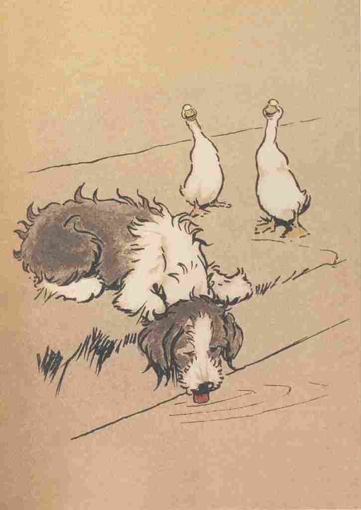 Aldin Cecil Bobtail Puppy Book 1914 Drinking from pond A4 Photo Print