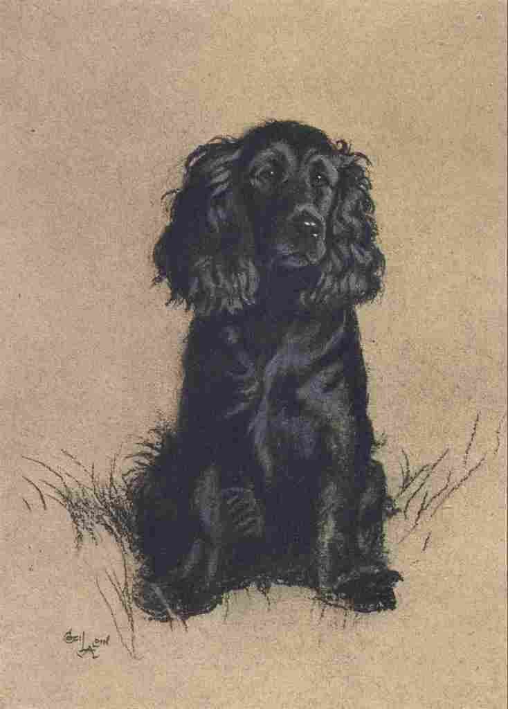 Aldin Cecil Dozen Dogs or So 1928 Cocker Spaniel A4 Photo Print