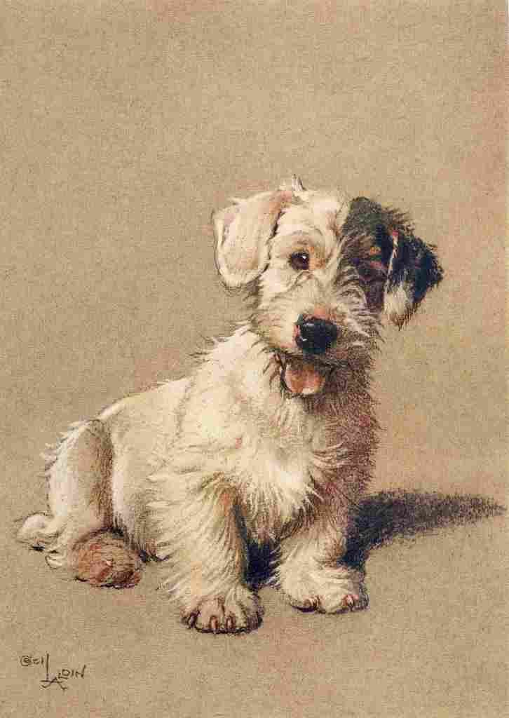 Aldin Cecil Dozen Dogs or So 1928 Sealyham Terrier A4 Photo Print