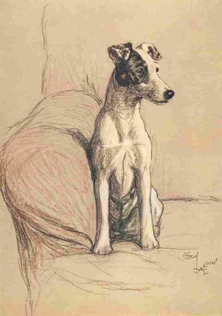 Aldin Cecil Dozen Dogs or So 1928 Terrier A4 Photo Print