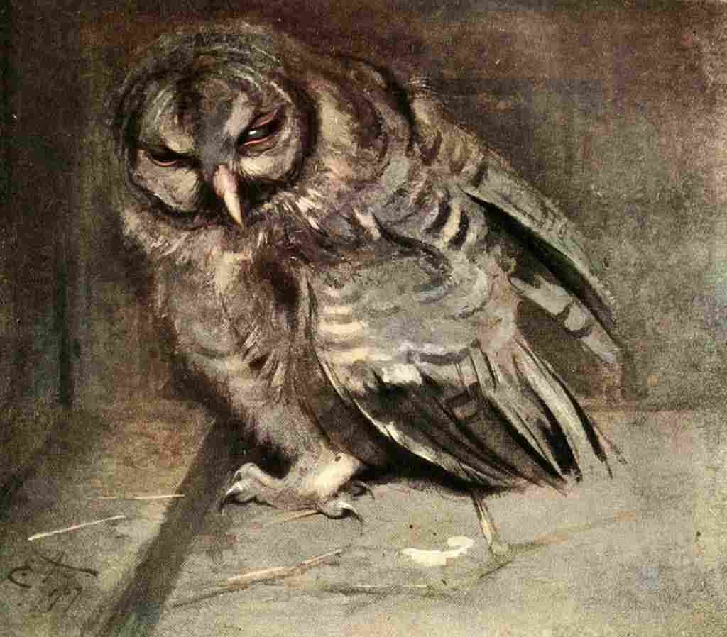 Alexander  Natural Hist of Highlands 1919 Young Brown Owl A4 Photo Print