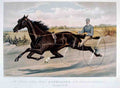 Alexander 2 Horse 001 Vintage A4 Photo Print