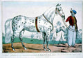Alexander Horse 001 Vintage A4 Photo Print