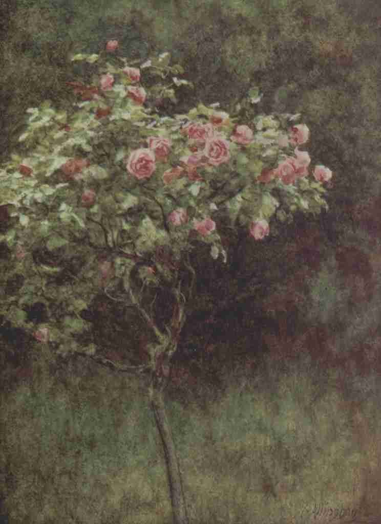 Allingham Helen 1848 1926 Happy England 1904 Study of a Rose Bush A4 Photo Print