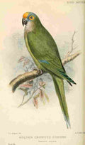 Allport CL 1860 1949 Bird Notes 1902 Golden crowned Conure A4 Photo Print