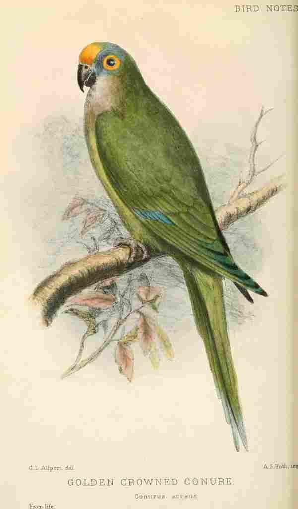 Allport CL 1860 1949 Bird Notes 1902 Golden crowned Conure A4 Photo Print