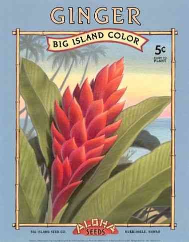 Aloha Seeds 166 advert A4 Photo Print