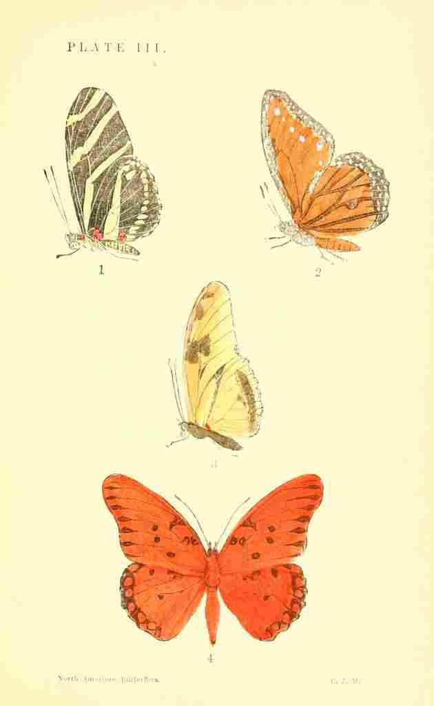 American Butterflies 1891 Agraulis Vanillii et al A4 Photo Print
