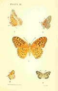 American Butterflies 1891 Argynnis Aphrodite et al A4 Photo Print
