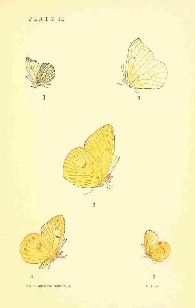 American Butterflies 1891 Callidryas Eubule et al A4 Photo Print