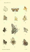 American Butterflies 1891 Erycides Urania A4 Photo Print