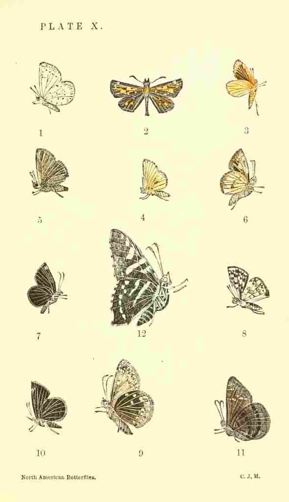 American Butterflies 1891 Erycides Urania A4 Photo Print