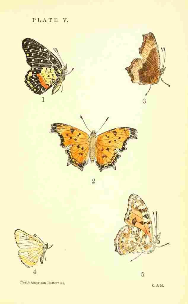 American Butterflies 1891 Grapta Comma et al A4 Photo Print