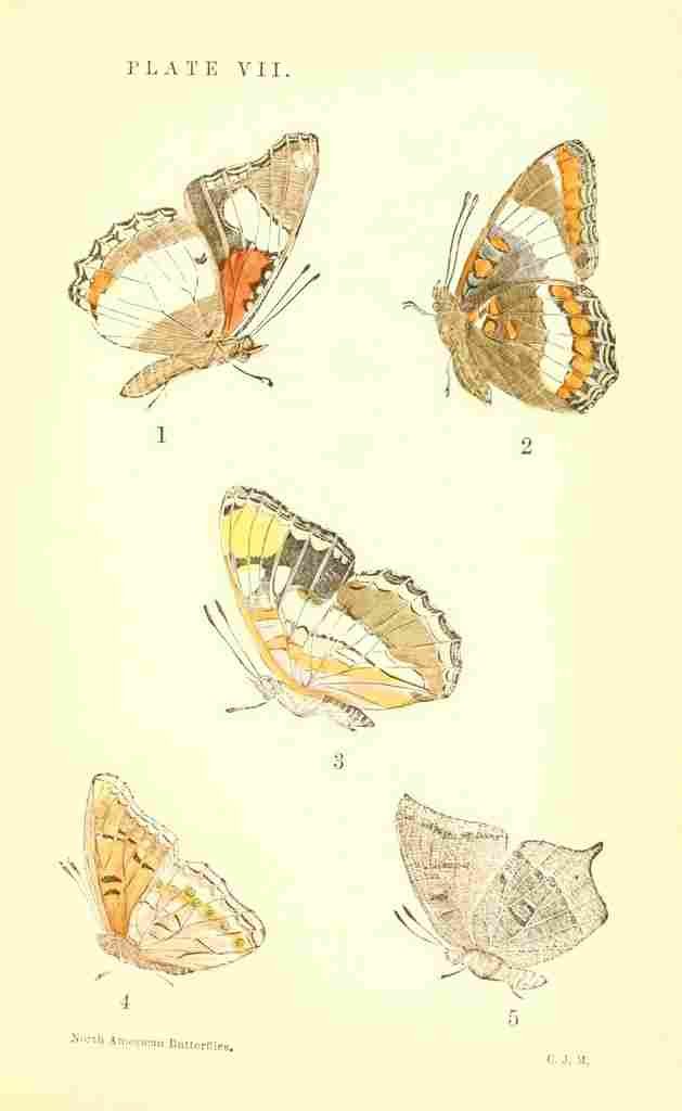 American Butterflies 1891 Limenitis Arthemis A4 Photo Print