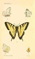 American Butterflies 1891 Papilio Turnus et al A4 Photo Print