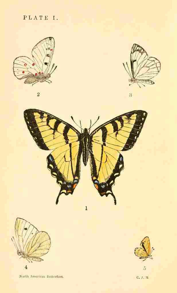 American Butterflies 1891 Papilio Turnus et al A4 Photo Print