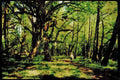 American Landscapes 038060 Lush Olympia National Forest A4 Limited Edition Watercolour Print