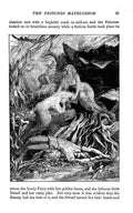 Andrew Lang Red Fairy Book 033 Vintage Illustration A4 Photo Print