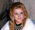 Ann Margret 49 film star poster A4 Photo Print