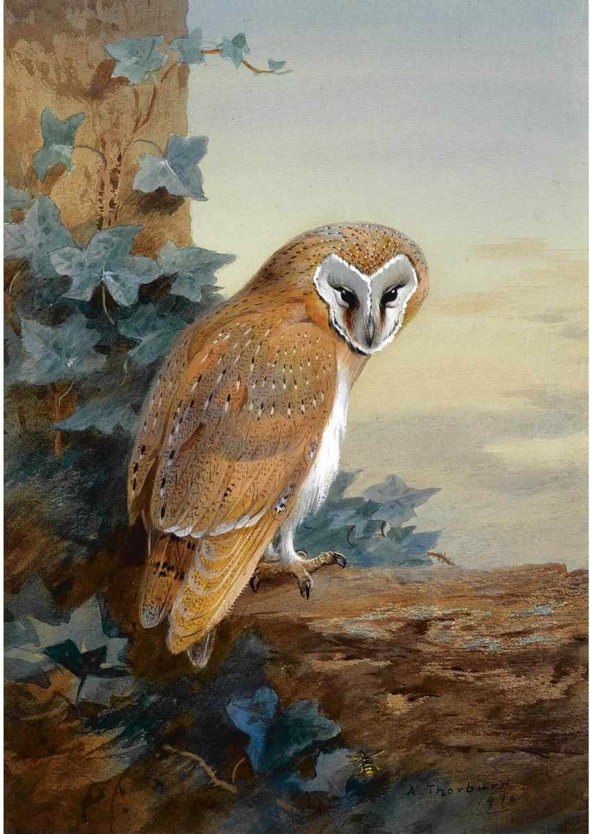 Archibald Thorburn a barn owl 2 A4 Photo Print