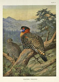 Archibald Thorburn a pair of western tragopans 2 A4 Photo Print