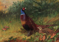 Archibald Thorburn in the furze breake a cock and hen pheasant among MATT A4 Photo Print