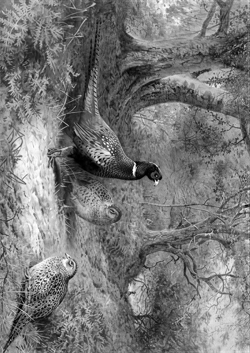 Archibald Thorburn in the oakwood pheasants BW A4 Photo Print