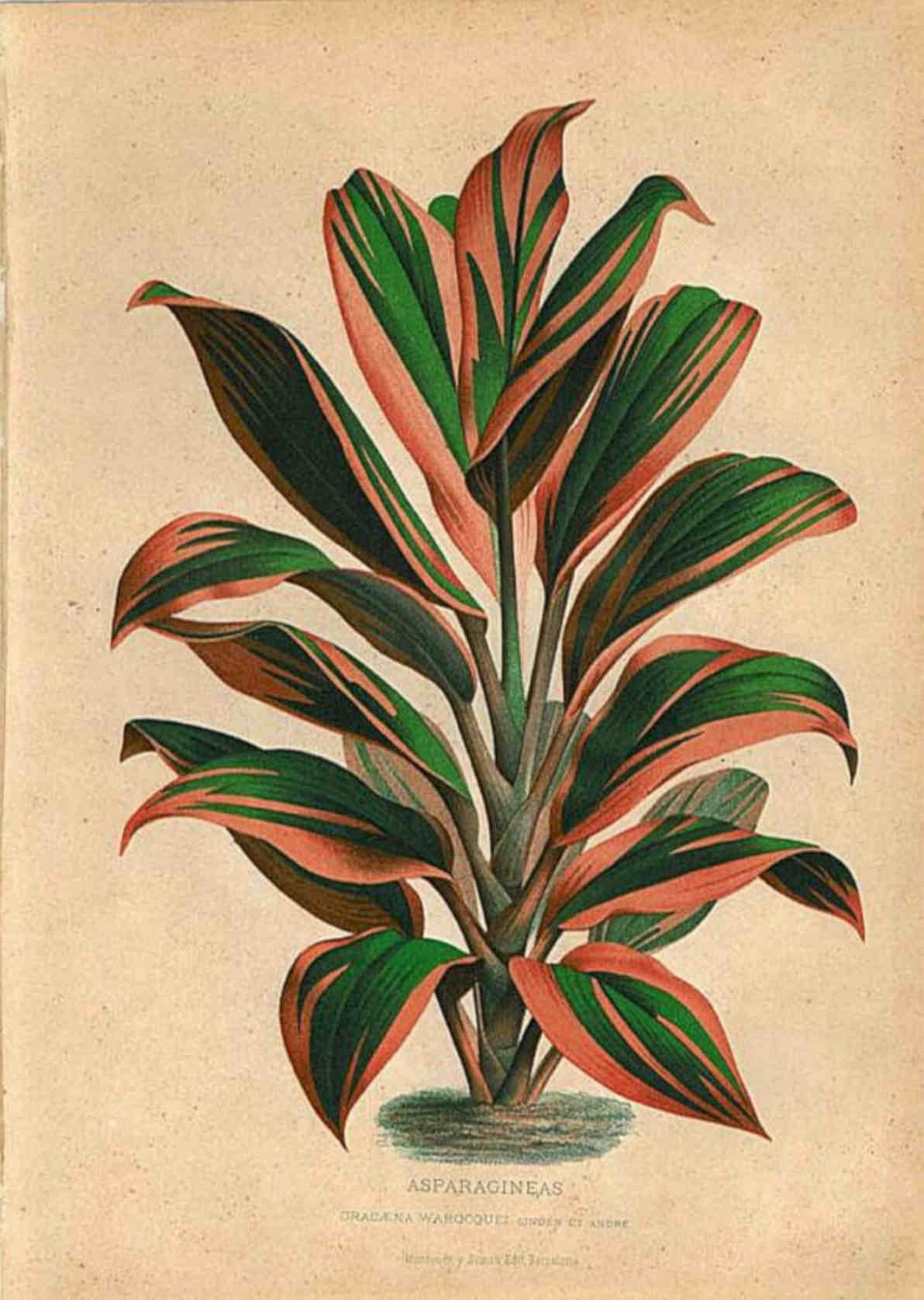Asparagus Fern Asparagineas Vintage Retro Advert Poster A4 Photo Print