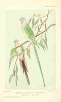 Astley HD Bird Notes 1902 Queen Alexandra Parrakeet A4 Photo Print