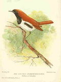 Astley HD Bird Notes 1902 Temmincks Robin A4 Photo Print