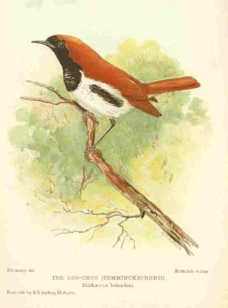 Astley HD Bird Notes 1902 Temmincks Robin A4 Photo Print